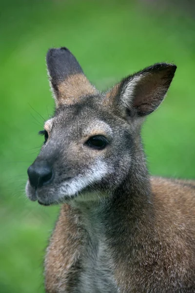 Kangoeroe Dier Australisch Zoogdier — Stockfoto