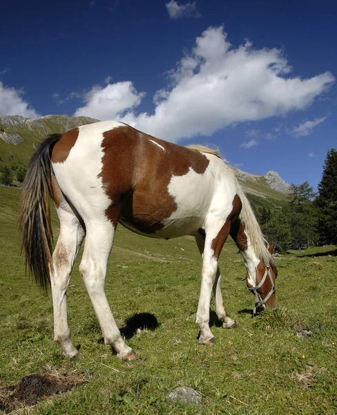 Koňská Hřbet Může Potěšit — Stock fotografie