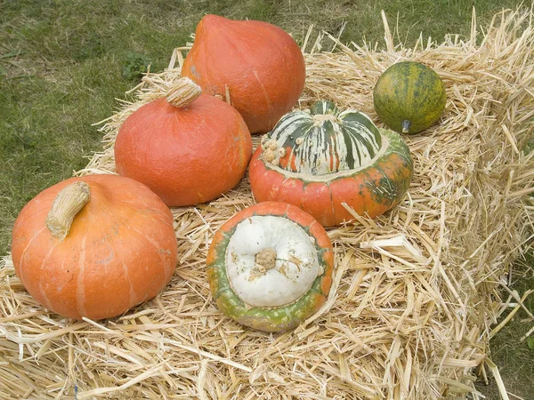 Agriculture Pumpkins Squash Vegetables Plant Food — Stock Photo, Image