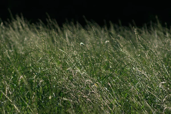 Prado Habitat Aberto Campo Vegetado Por Grama Ervas Outras Plantas — Fotografia de Stock