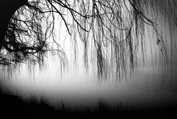 Vacker Utsikt Över Naturen — Stockfoto