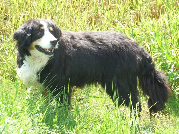 Собака Высокой Траве — стоковое фото