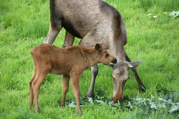 Animali Giovani Attenzione Selettiva — Foto Stock