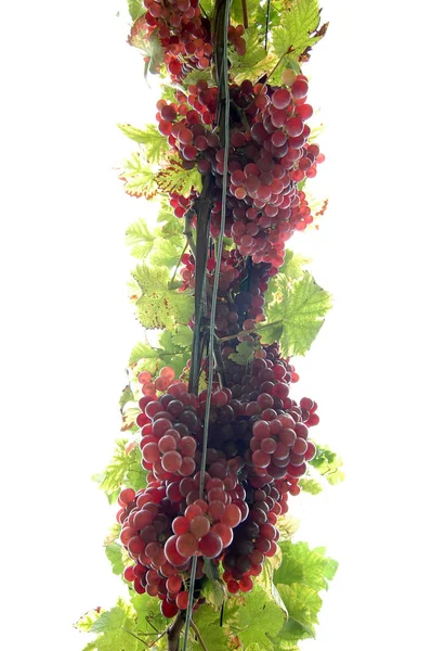 Bunches Grapes Agriculture Grapevine — Stock Photo, Image