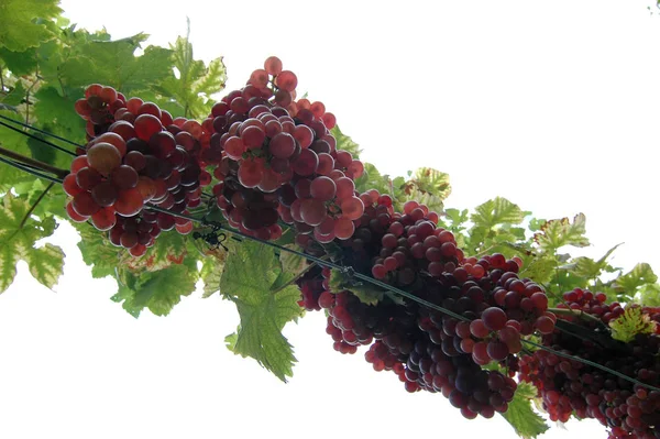 Winogrona Rosnące Gałęziach Drzew — Zdjęcie stockowe
