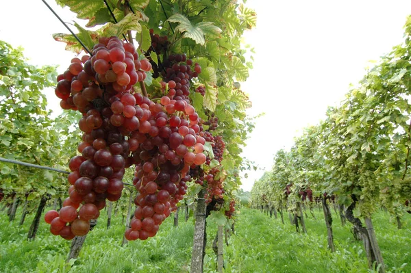 Uvas Que Crescem Ramos Árvore — Fotografia de Stock