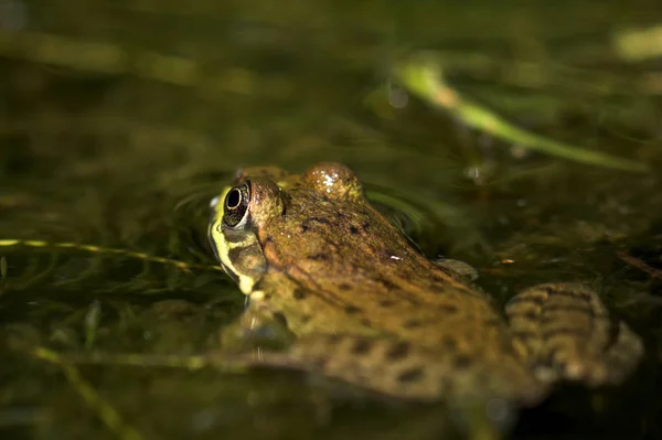 두꺼비 파충류 개구리 양서류 — 스톡 사진
