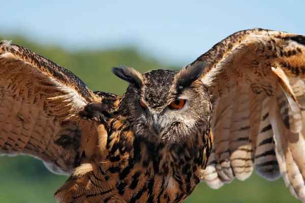 closeup view of eagle owl at wild nature