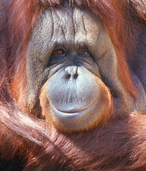 Orangutanská Opice Opičí Zvíře — Stock fotografie