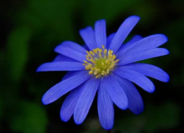 Όμορφα Λουλούδια Floral Έννοια Φόντο Της Φύσης — Φωτογραφία Αρχείου