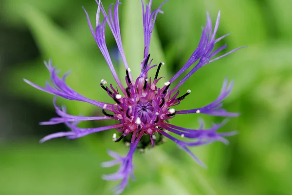 Hermoso Plano Botánico Fondo Pantalla Natural — Foto de Stock