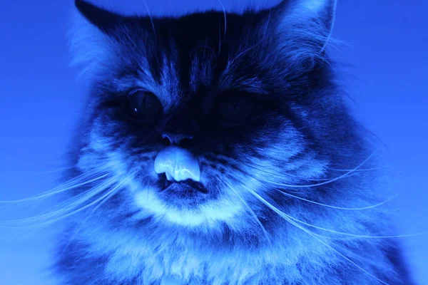 Niebieski Kot Językiem — Zdjęcie stockowe