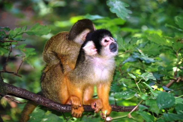 Opice Primát Zvíře Volně Žijící Živočichové — Stock fotografie