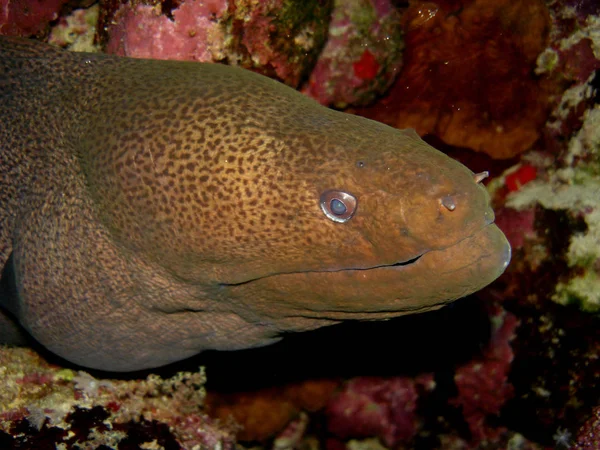 Moray Fish Moray Anguila Aguas Profundas — Foto de Stock