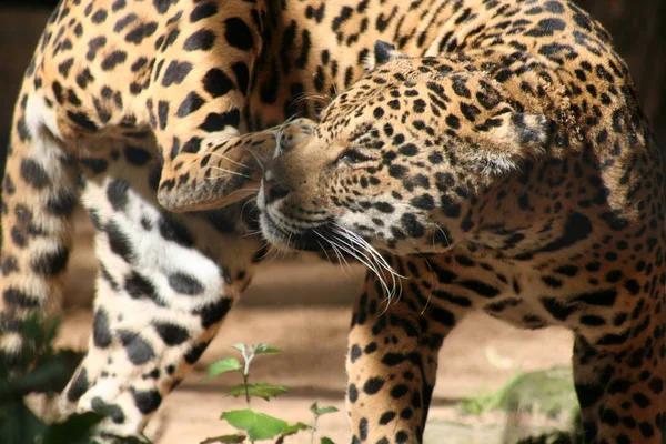 Jaguar Cazador Gato Grande Animal Salvaje — Foto de Stock