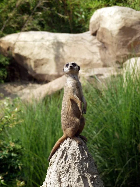 Άγρια Ζώα Του Meerkat Suricata Suricatta — Φωτογραφία Αρχείου