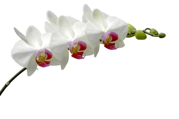Красиві Квіти Квіткова Концепція Фон Природи — стокове фото