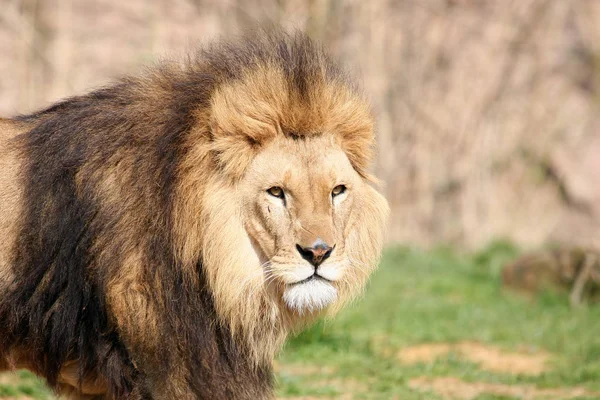 Depredador Animal León Depredador Felino —  Fotos de Stock