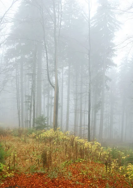 Лес Осеннем Тумане — стоковое фото