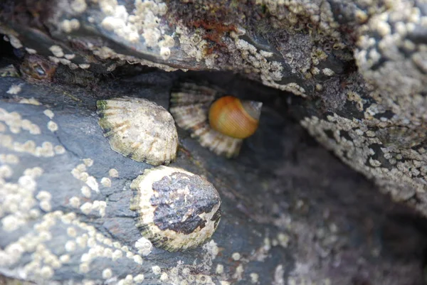 Caracol Lento Animal Viscoso — Foto de Stock