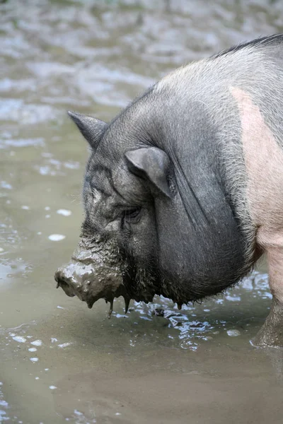 Scena Della Fauna Selvatica Bella Natura — Foto Stock