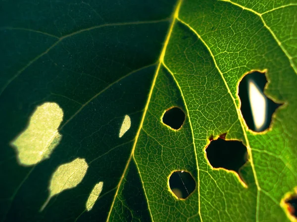 Lähikuva Makro Näkymä Toukka Hyönteisten — kuvapankkivalokuva