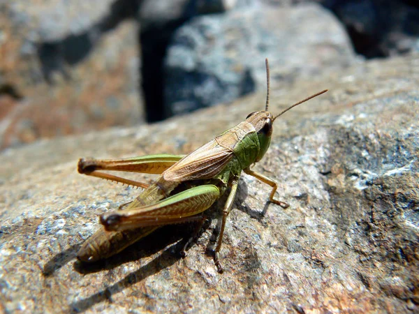 Kobylka Hmyz Bezobratlý Modlící Brouk — Stock fotografie