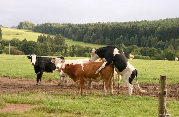 Γάλα Από Ευτυχισμένες Αγελάδες — Φωτογραφία Αρχείου