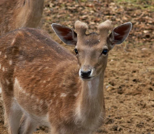 Jonge Dieren Selectieve Focus — Stockfoto