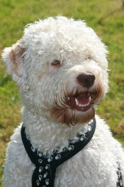 Lagotto Romangnolo Leão Masculino — Fotografia de Stock