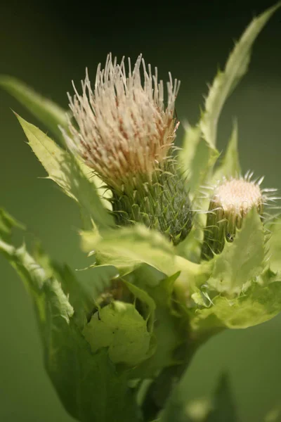 Campo Salvaje Flor Flora Naturaleza — Foto de Stock