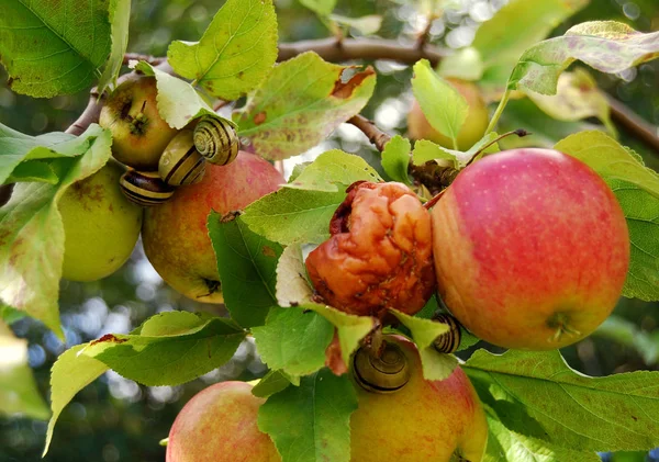 Caracol Caracol Manzana Lejos — Foto de Stock