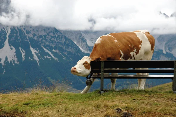 Großaufnahme Von Kuh Wilder Natur — Stockfoto