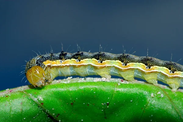 Oko Oko Gąsienicą — Zdjęcie stockowe