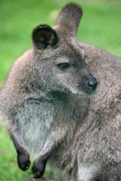 Мила Тварина Кенгуру Австралійський Ссавець — стокове фото