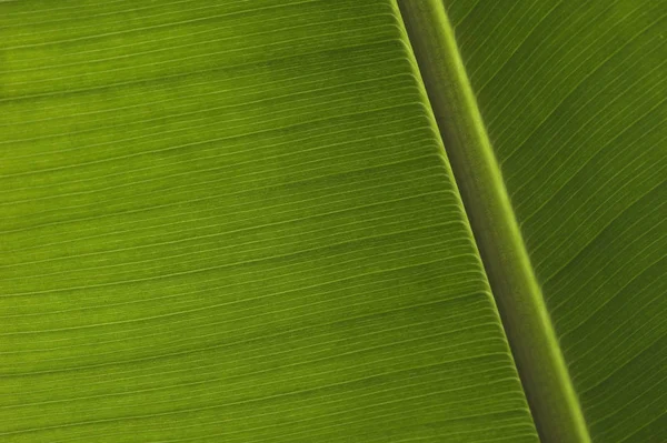 Grüne Tropische Palmblätter Hintergrund — Stockfoto