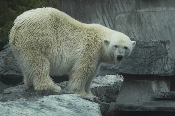 Zbliżenie Zwierząt Zoo — Zdjęcie stockowe