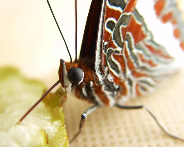 Primer Plano Mariposa Hábitat Concepto Salvajismo —  Fotos de Stock