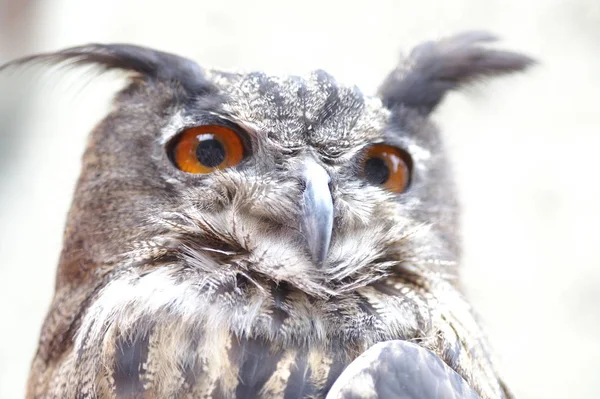 closeup view of eagle owl at wild nature