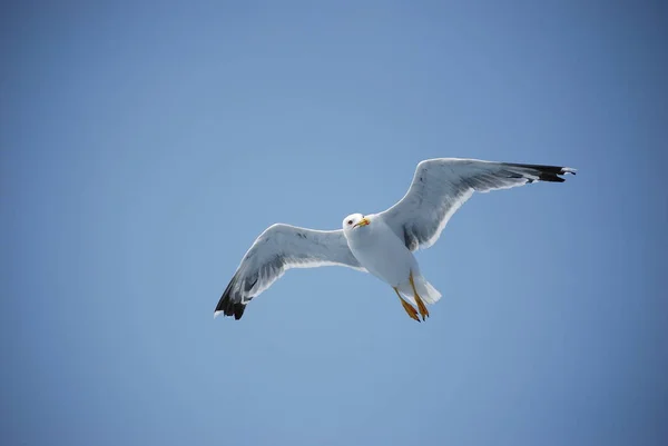 Scenic View Beautiful Cute Gull Bird — Stock Photo, Image