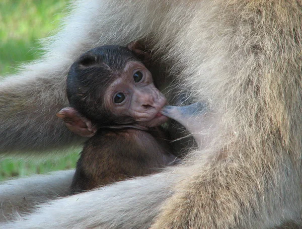 Großaufnahme Von Tier Zoo — Stockfoto