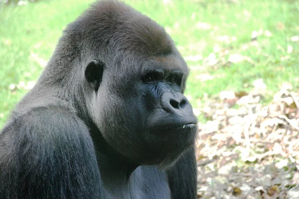 Monkey Ape Primate Animal — Stock Photo, Image