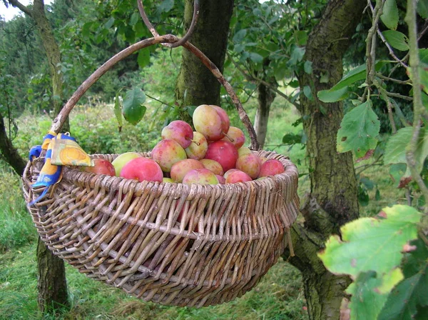 Cosecha Otoño Enfoque Selectivo — Foto de Stock