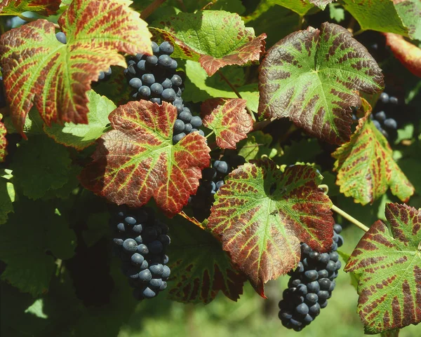 Grapes Growing Vineyard — Stock Photo, Image