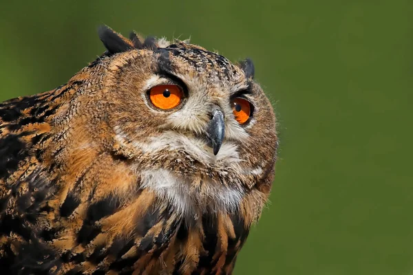 closeup view of eagle owl at wild nature