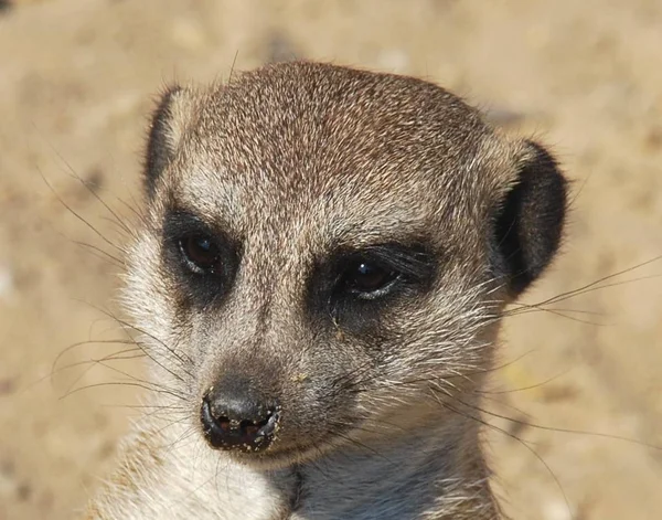 Wildtiere Des Erdmännchens Suricata Suricatta — Stockfoto