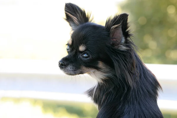 Маленький Родовідний Собака Чихуахуа — стокове фото