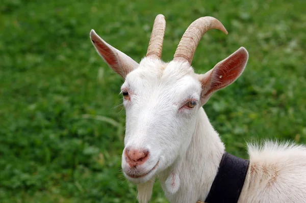 Domestic Livestock Farm Pasture — Stock Photo, Image