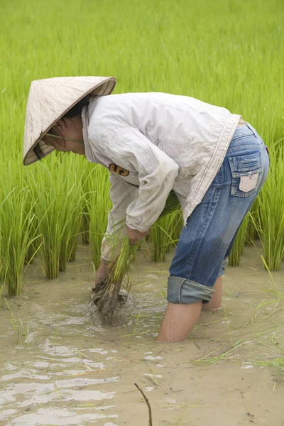 Work Rice Field Laos — Stock Photo, Image