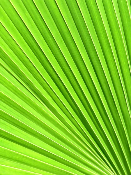 Beautiful Botanical Shot Natural Wallpaper — Stock Photo, Image